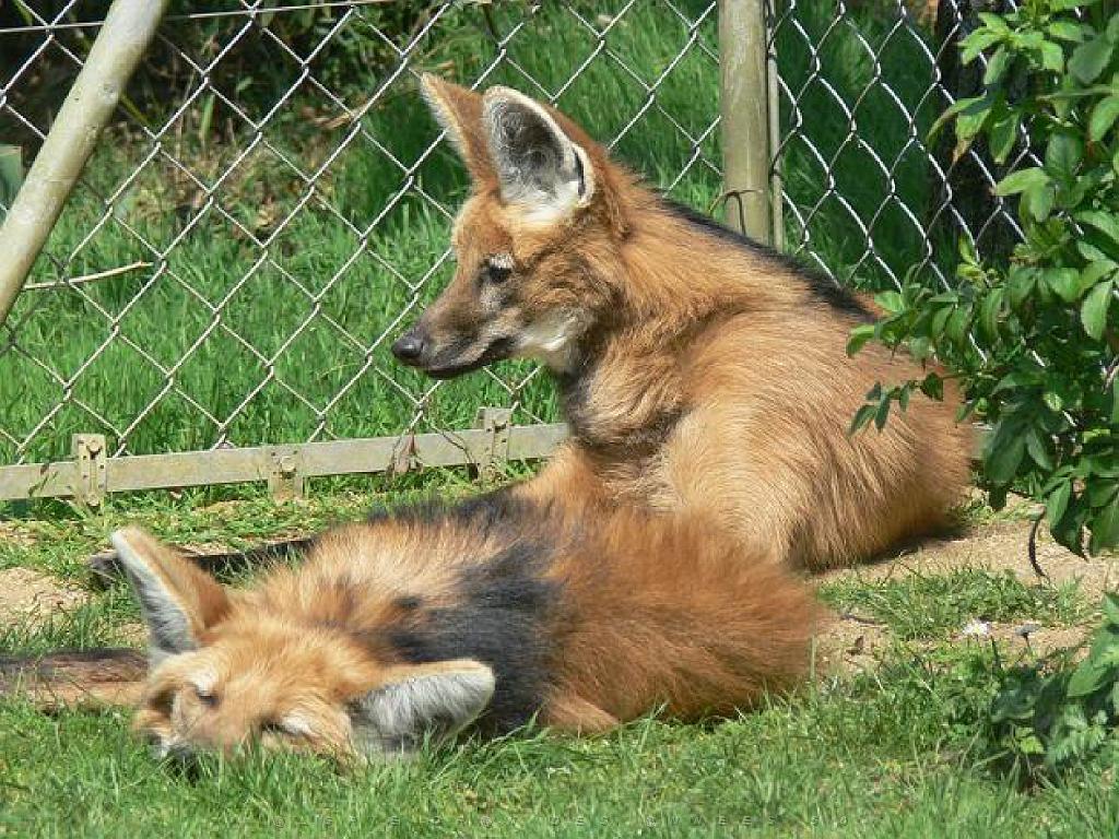 149 BIO PARC DE DOUE LA FONTAINE 3- 2016_000039.jpg